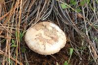 Amanita fallax image