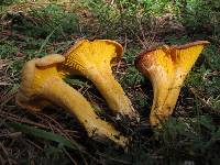 Cantharellus roseocanus image