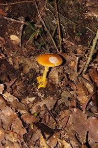 Amanita flavoconia image