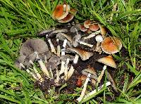 Psilocybe cubensis image