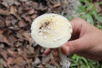 Amanita gemmata image