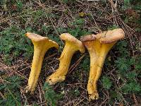 Cantharellus roseocanus image