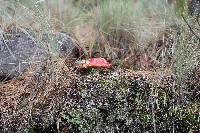 Amanita muscaria subsp. flavivolvata image