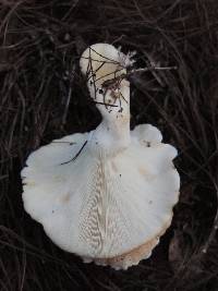 Leucopaxillus gentianeus image