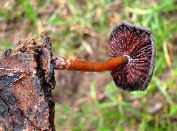 Psilocybe caerulescens image