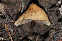 Psilocybe muliercula image