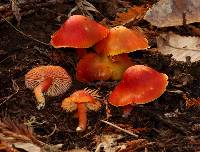 Hygrocybe coccinea image