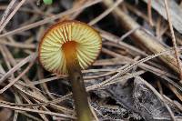 Hygrocybe singeri image