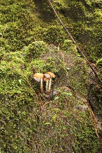 Psilocybe muliercula image