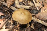 Psilocybe zapotecorum image