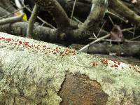 Nectria cinnabarina image