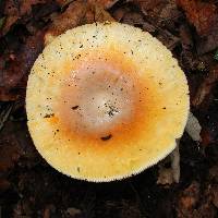 Amanita basii image