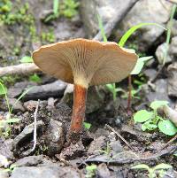 Lentinus velutinus image