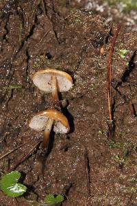 Psilocybe muliercula image