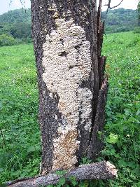 Trametes membranacea image