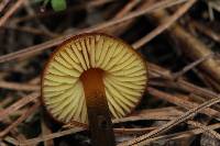 Hygrocybe singeri image