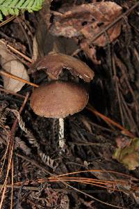 Psilocybe zapotecorum image