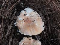 Leucopaxillus gentianeus image