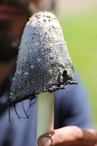 Coprinus comatus image