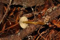 Hygrocybe psittacina var. psittacina image