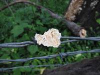 Trametes membranacea image