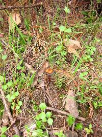 Psilocybe caerulescens image