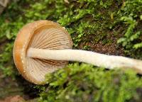 Psilocybe zapotecorum image