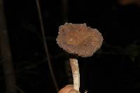 Lactarius gerardii image