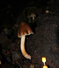 Psilocybe caerulescens image