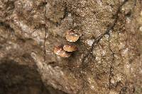 Psilocybe muliercula image