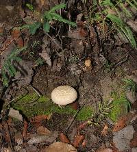 Boletellus ananas image