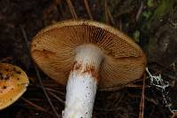 Cortinarius mucosus image