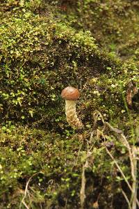 Psilocybe zapotecorum image