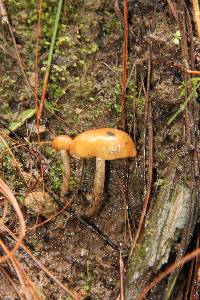 Psilocybe muliercula image