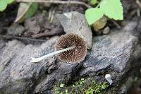 Coprinellus disseminatus image