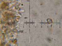 Psilocybe muliercula image