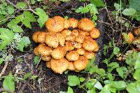 Pholiota squarrosa image