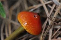 Hygrocybe singeri image