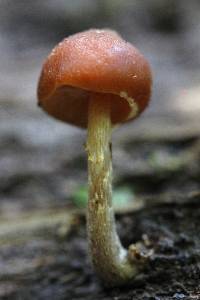 Galerina marginata image