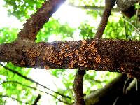 Schizophyllum umbrinum image