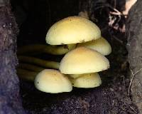 Hypholoma fasciculare image