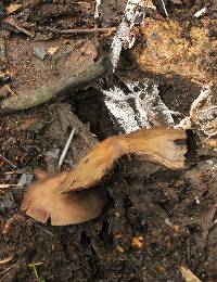 Psilocybe zapotecorum image