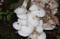 Leucocoprinus cepistipes image