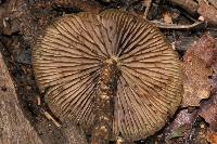 Psilocybe zapotecorum image