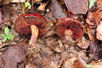 Boletus dupainii image