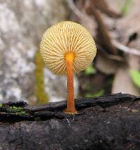 Xeromphalina tenuipes image