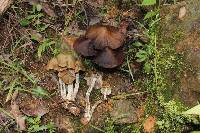 Psilocybe zapotecorum image