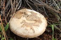 Amanita fallax image