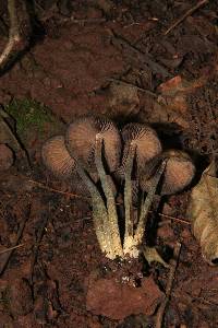 Psilocybe zapotecorum image