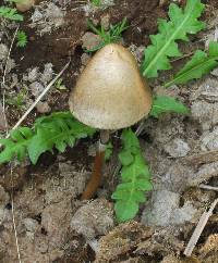 Panaeolus semiovatus image